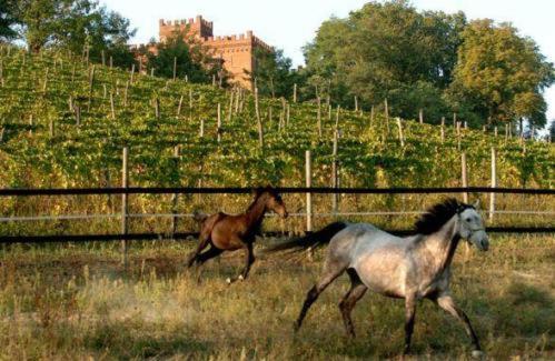 La Cascina Del Castello Villa Asti Eksteriør billede